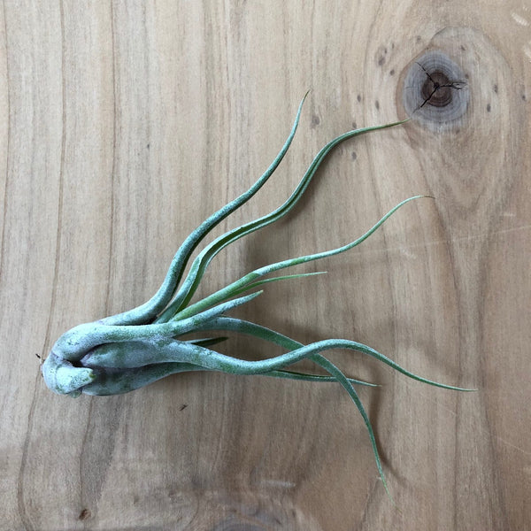 Air Plant - Tillandsia caput-medusae