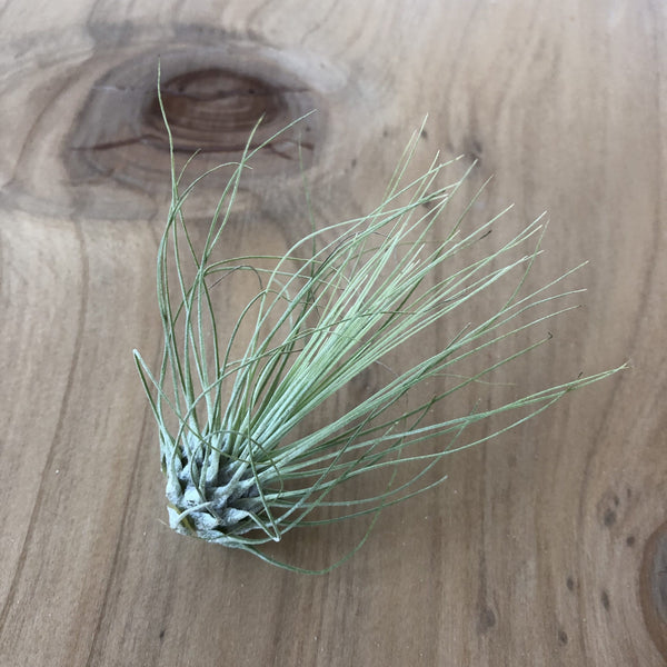 Air Plant - Tillandsia fuchsii f. gracilis (T. fuchsii)