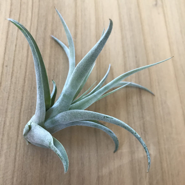 Air Plant - Tillandsia harrisii