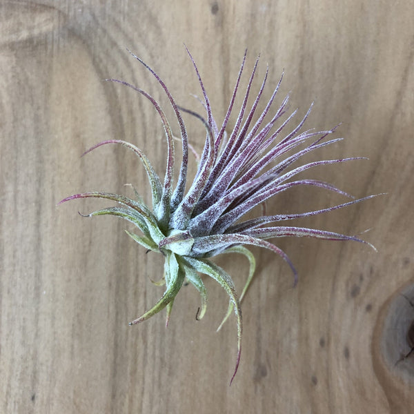 Air Plant - Tillandsia ionantha 'Rubra'
