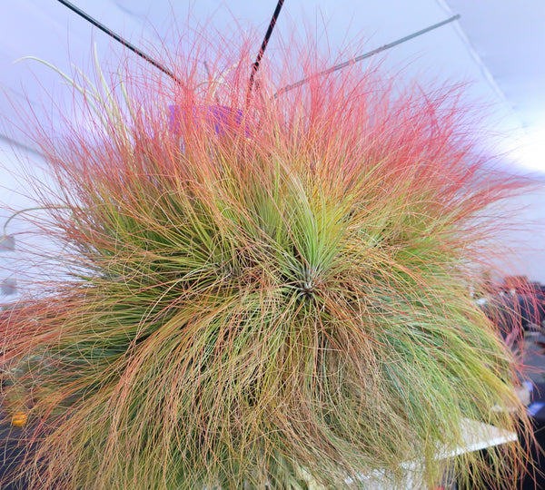 Air Plant - Tillandsia juncea