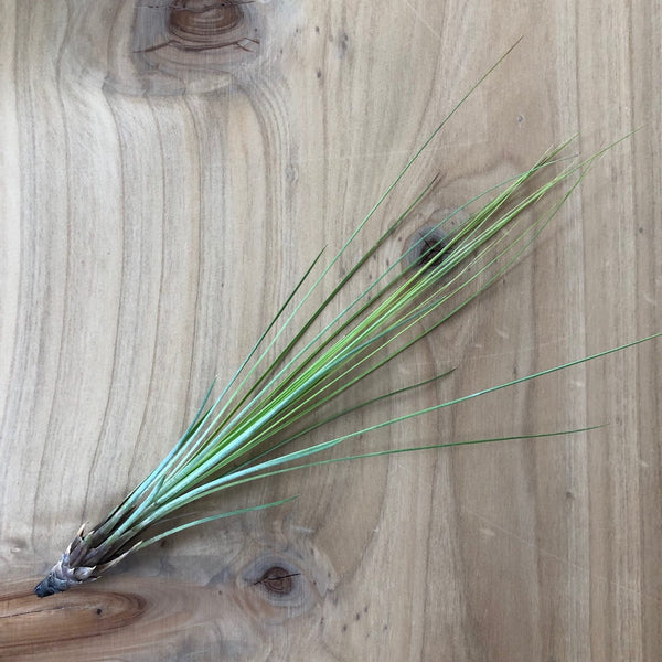 Air Plant - Tillandsia juncifolia hort.