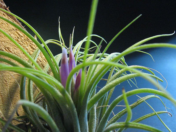 Air Plant - Tillandsia kolbii