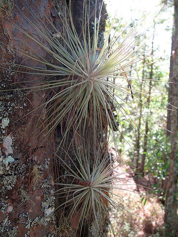 Air Plant - Tillandsia magnusiana