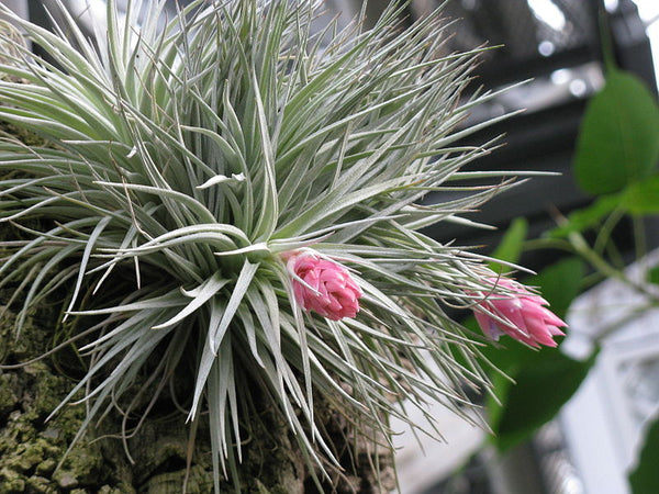Air Plant - Tillandsia oaxacana