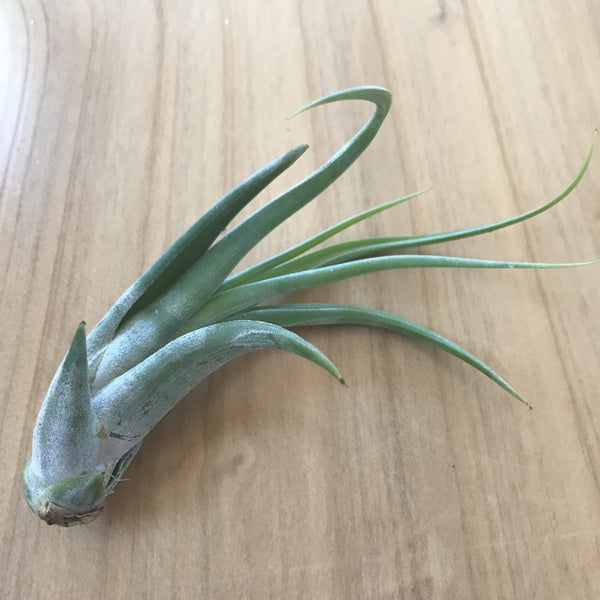 Air Plant - Tillandsia circinata (paucifolia)