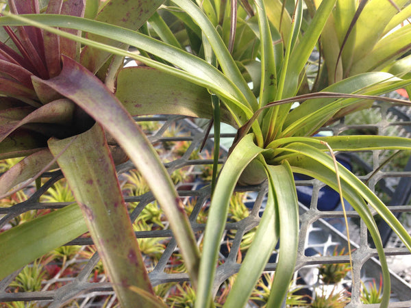 Air Plant - Tillandsia polystachia