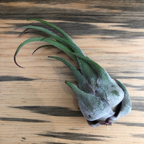 Air Plant - Tillandsia seleriana - Rhino Horn