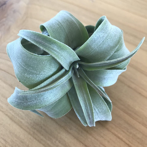 Air Plant - Tillandsia streptophylla