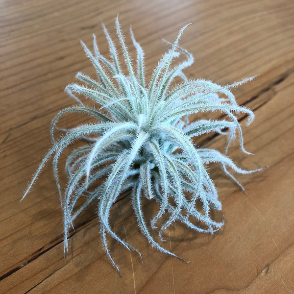 Air Plant - Tillandsia tectorum - Fuzzy Wuzzy