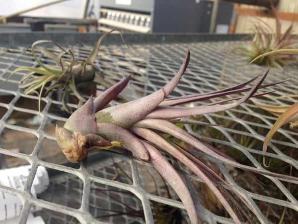 Air Plant - Tillandsia tricolor v. melanocrater