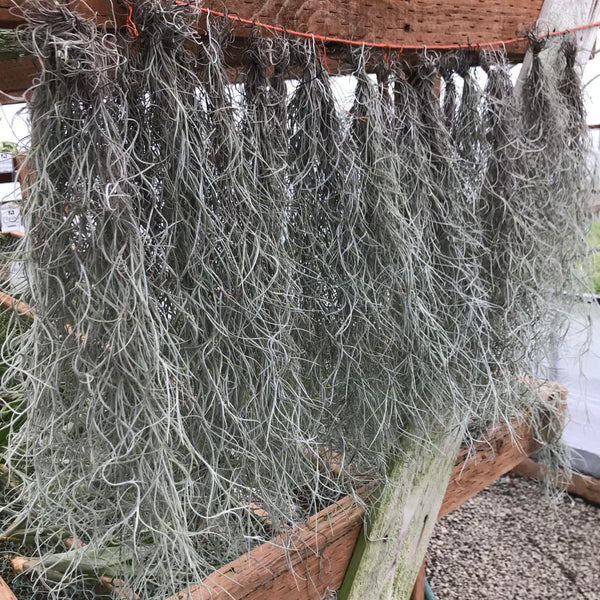 Air Plant - Tillandsia usneoides - Spanish Moss