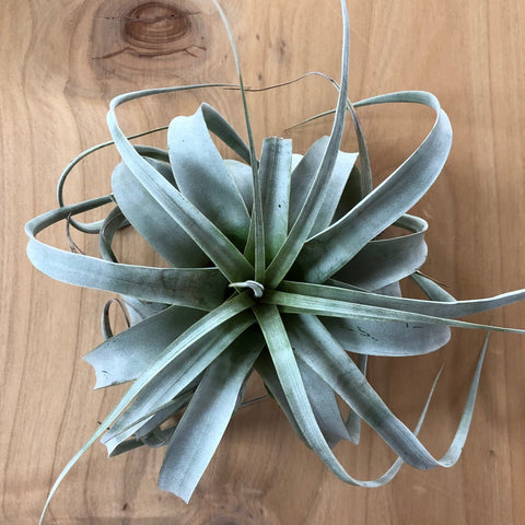 Air Plant - Tillandsia xerographica