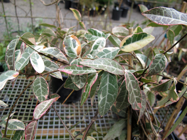 Trachelospermum jasminoides 'Variegatum'