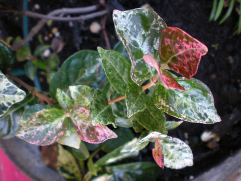 Trachelospermum asiaticum 'Tricolor'