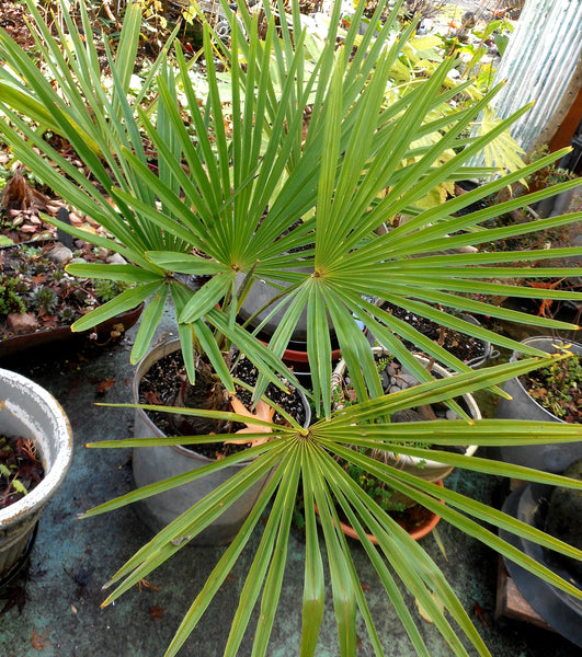 Trachycarpus 'Wagnerianus'