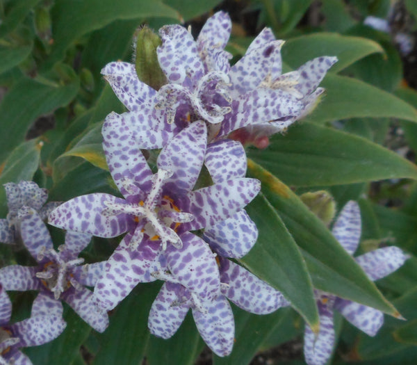 Tricyrtis hirta 'Miyazaki' - Toad Lily