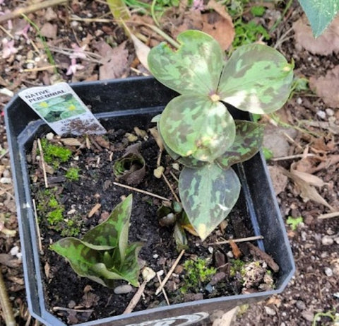 Trillium luteum