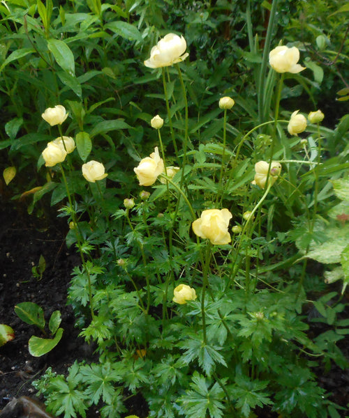 Trollis chinensis 'Lemon Queen' (aka Trollis x cultorum 'Lemon Queen')