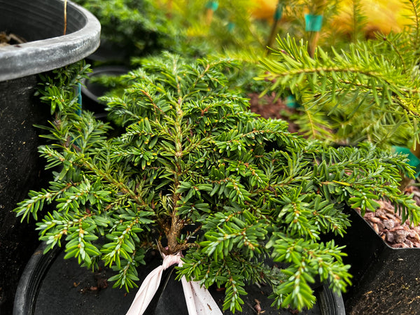 Tsuga canadensis 'Popaleuski'