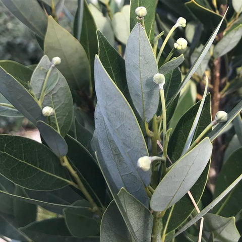 Umbellularia californica [Bowman Lake]