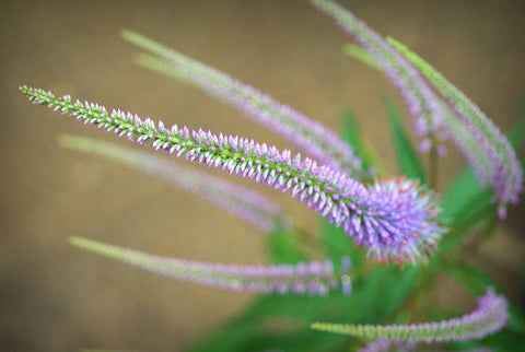 Veronicastrum virginicum 'Fascination'