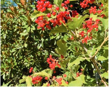 Viburnum opulus 'Compactum'