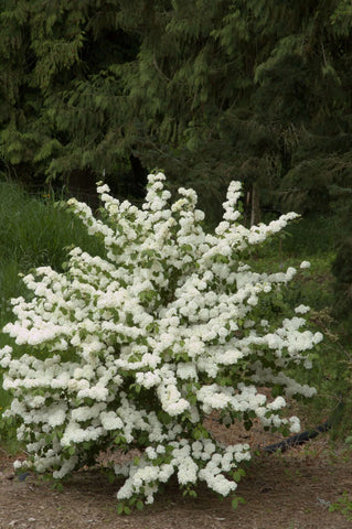 Viburnum plicatum 'Popcorn'