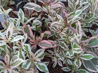 Weigela florida 'My Monet'