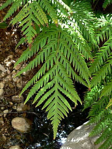Woodwardia fimbriata [Northern collection / WA]