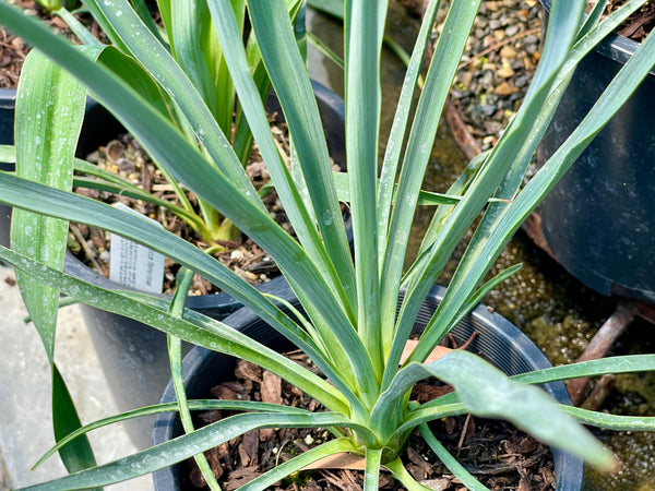 Yucca 'Blue Sentry'