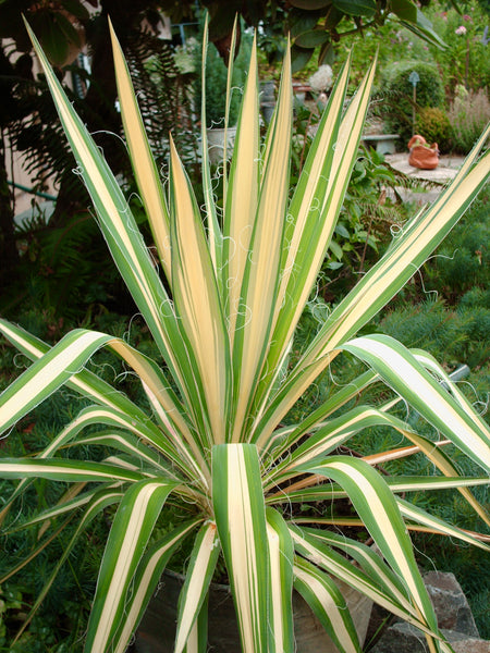 Yucca filamentosa 'Color Guard'