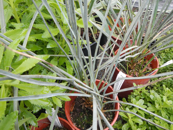 Yucca angustissima var. kanabensis