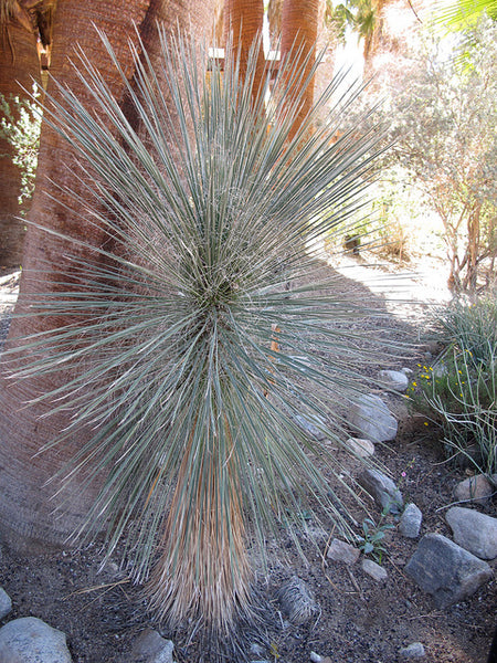 Yucca elata SBH 20.0200