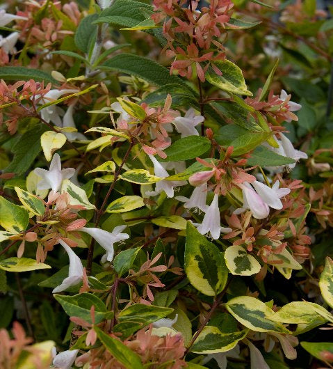 Abelia x grandiflora 'Francis Mason'
