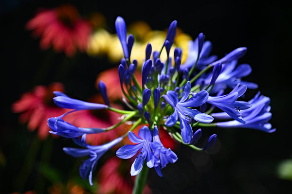 Agapanthus 'Brilliant Blue' PP25966