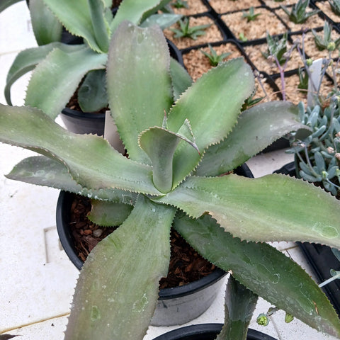 Agave gypsophila 'Curly'