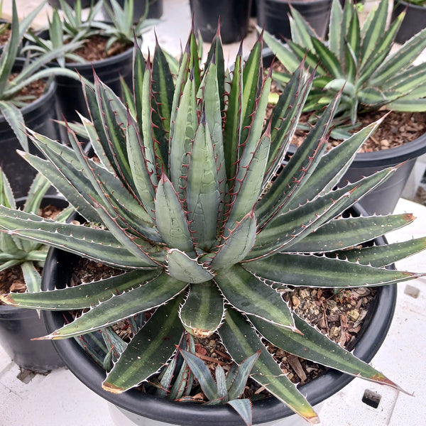 Agave funkiana 'Fatal Attraction'