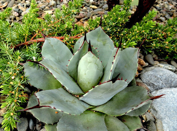 Agave parryi 'J.C. Raulston'