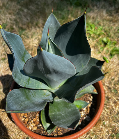 Agave celsii 'Nova'