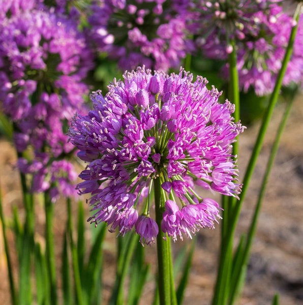 Allium 'Millennium'