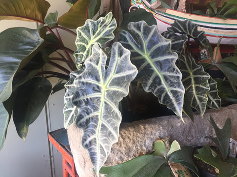 Alocasia x montfontanensis [dwarf] (aka Alocasia x amazonica 'Dwarf Amazonica'