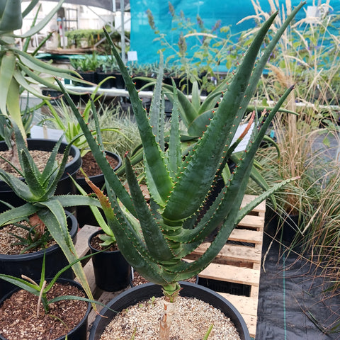 Aloe africana (Afican Aloe)