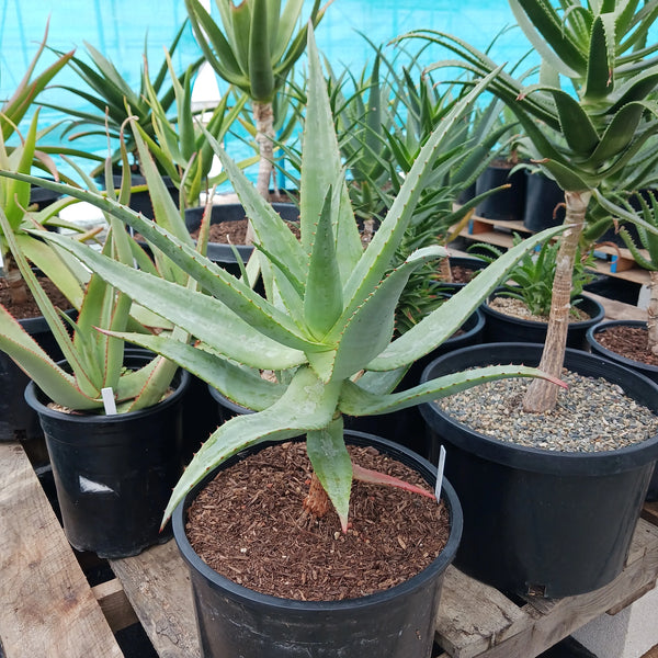 Aloe thraskii x ferox