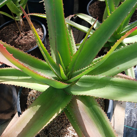 Aloe vaombe (Malagasy Tree Aloe)
