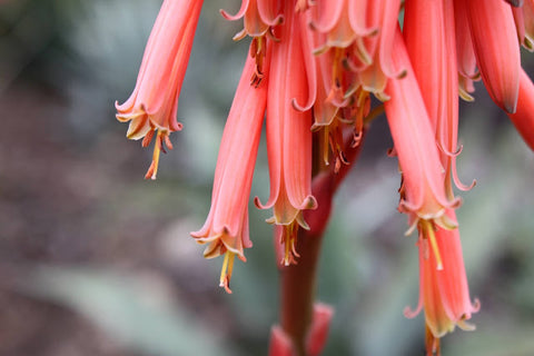 Aloe pluridens (French Aloe)