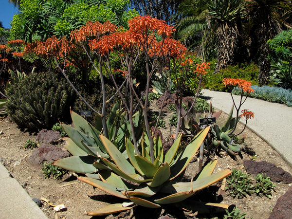 Aloe striata