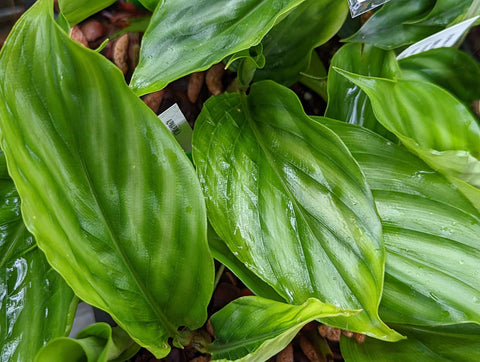 Alpinia pumila (Silver Lance Dwarf Ginger)