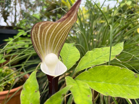 Arisaema sikokianum (aka Jack in the Pulpit, Cobra Lily)