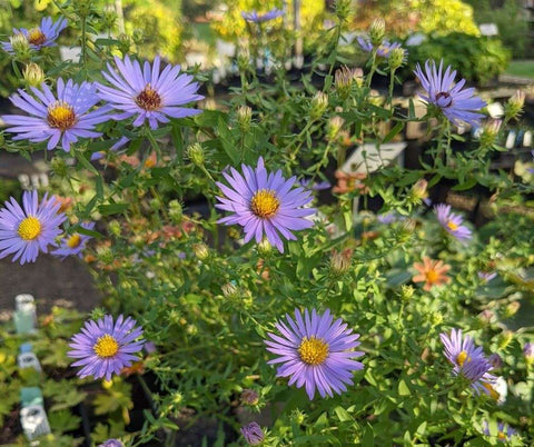 Symphyotrichum oblongifolium 'October Skies' (aka October Skies Aster, Aromatic Aster))